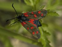 Zygaena filipendulae 12, Sint-jansvlinder, Saxifraga-Jan van der Straaten