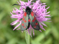 Zygaena filipendulae 15, Sint-jansvlinder, Saxifraga-Jan van der Straaten