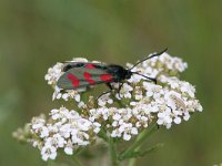 Zygaena filipendulae 17, Sint-jansvlinder, Saxifraga-Jaap Schelvis