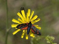 Zygaena filipendulae 18, Sint-jansvlinder, Saxifraga-Marijke Verhagen