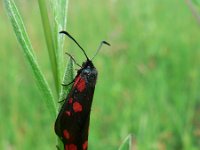 Zygaena filipendulae 23, Sint-jansvlinder, Saxifraga-Jan Willem Jongepier