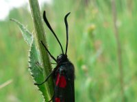 Zygaena filipendulae 24, Sint-jansvlinder, Saxifraga-Jan Willem Jongepier