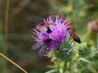 Zygaena filipendulae 25, Sint-jansvlinder, Saxifraga-Rudmer Zwerver