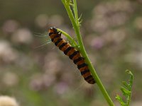 Zygaena filipendulae 26, Sint-jansvlinder, larvae, Saxifraga-Rudmer Zwerver