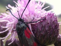 Zygaena filipendulae 27, Sint-jansvlinder, Saxifraga-Frank Dorsman  Zygaena filipendul​​ae, Sint-Jansv​​linder AW-duinen 250611