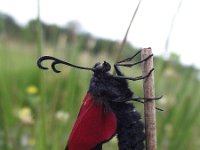 Zygaena filipendulae 29, Sint-jansvlinder, Saxifraga-Frank Dorsman  Zygaena filipendul​ae, Sint-Jansvlinderde Zilk 100611