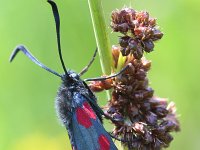 Zygaena filipendulae 3, Sint-jansvlinder, Saxifraga-Jan Nijendijk