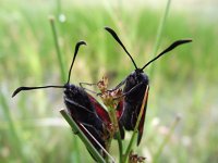 Zygaena filipendulae 30, Sint-jansvlinder, Saxifraga-Frank Dorsman  Zygaena filipendul​ae, Sint-Jansv​linder AW-duinen 240611