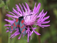 Zygaena filipendulae 32, Sint-jansvlinder, Saxifraga-Peter Meininger