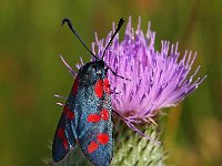 Zygaena filipendulae 33, Sint-jansvlinder, Saxifraga-Hans Dekker