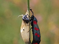 Zygaena filipendulae 34, Sint-jansvlinder, Saxifraga-Hans Dekker