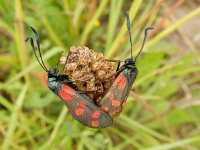 Zygaena filipendulae 39, Sint-jansvlinder, Saxifraga-Peter Meininger