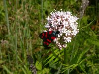 Zygaena filipendulae 4, Sint-jansvlinder, Saxifraga-Peter Meininger