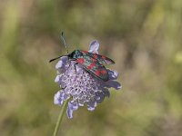 Zygaena filipendulae 40, Sint-jansvlinder, Saxifraga-Willem van Kruijsbergen