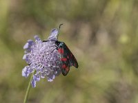 Zygaena filipendulae 41, Sint-jansvlinder, Saxifraga-Willem van Kruijsbergen