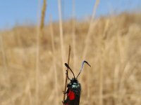 Zygaena filipendulae 42, Sint-jansvlinder, Saxifraga-Jeroen Willemsen