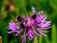 Zygaena filipendulae 45, Sint-jansvlinder, Saxifraga-Bart Vastenhouw