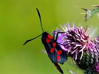 Zygaena filipendulae 46, Sint-jansvlinder, Saxifraga-Bart Vastenhouw