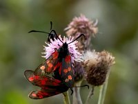 Zygaena filipendulae 47, Sint-jansvlinder, Saxifraga-Bart Vastenhouw