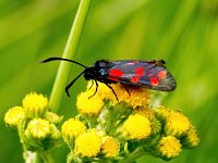 Zygaena filipendulae 48, Sint-jansvlinder, Saxifraga-Bart Vastenhouw