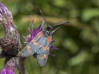 Zygaena filipendulae 51, Sint-jansvlinder, Saxifraga-Willem van Kruijsbergen