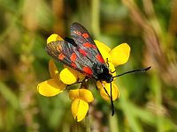 Zygaena filipendulae 56, Sint-jansvlinder, Saxifraga-Bart Vastenhouw