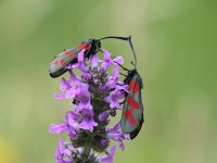 Zygaena filipendulae 63, Sint-jansvlinder, Saxifraga-Luuk Vermeer