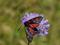 Zygaena filipendulae 67, Sint-jansvlinder, Saxifraga-Luuk Vermeer