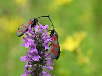 Zygaena filipendulae 73, Sint-jansvlinder, Saxifraga-Luuk Vermeer