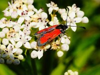 Zygaena punctum 2, Saxifraga-Joep Steur