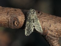 Achlya flavicornis, Yellow Horned