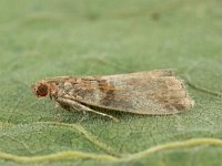 Acrobasis repandana 2, Saxifraga-Ab H. Baas