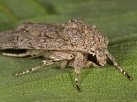 Acronicta aceris 10, Bont schaapje, Saxifraga-Ab H Baas