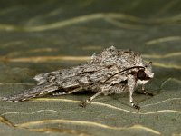 Acronicta aceris 12, Bont schaapje, Saxifraga-Ab H Baas