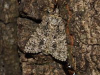 Acronicta rumicis 8, Zuringuil, Saxifraga-Joep Steur