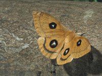 Aglia tau 4, Tauvlinder, female, Saxifraga-Frits Bink