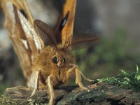 Aglia tau 6, Tauvlinder, male, Saxifraga-Frits Bink