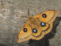 Aglia tau 7, Tauvlinder, male Saxifraga-Frits Bink