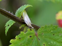 Agriphila straminella 11, Blauwooggrasmot, Saxifraga-Tom Heijnen