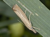 Agriphila straminella 2, Blauwooggrasmot, Saxifraga-Ab H Baas