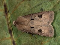 Agrotis exclamationis 10, Gewone worteluil, Saxifraga-Ab H Baas