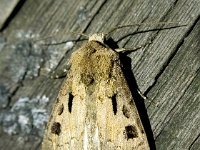 Agrotis exclamationis 13, Gewone worteluil, Saxifraga-Bart Vastenhouw