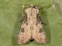 Agrotis puta 13, Puta-uil, Saxifraga-Ab H Baas