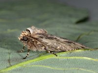 Agrotis puta 18, Puta-uil, Saxifraga-Ab H Baas