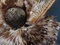 Agrotis vestigialis 4, Bonte worteluil, Saxifraga-Ab H Baas