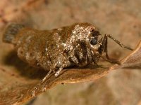 Alsophila aescularia 11, Voorjaarsboomspanner, female, Saxifraga-Ab H Baas