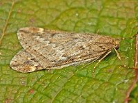 Alsophila aescularia 13, Voorjaarsboomspanner, Saxifraga-Ab H Baas