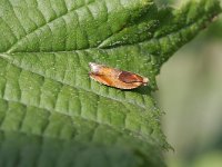 Ancylis mitterbacheriana 3, Oranje haakbladroller, Saxifraga-Rutger Barendse