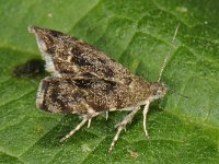 Anthophila fabriciana 2, Brandnetelmot, Saxifraga-Ab H Baas