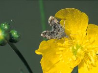 Anthophila fabriciana 3, Brandnetelmot, Saxifraga-Frits Bink